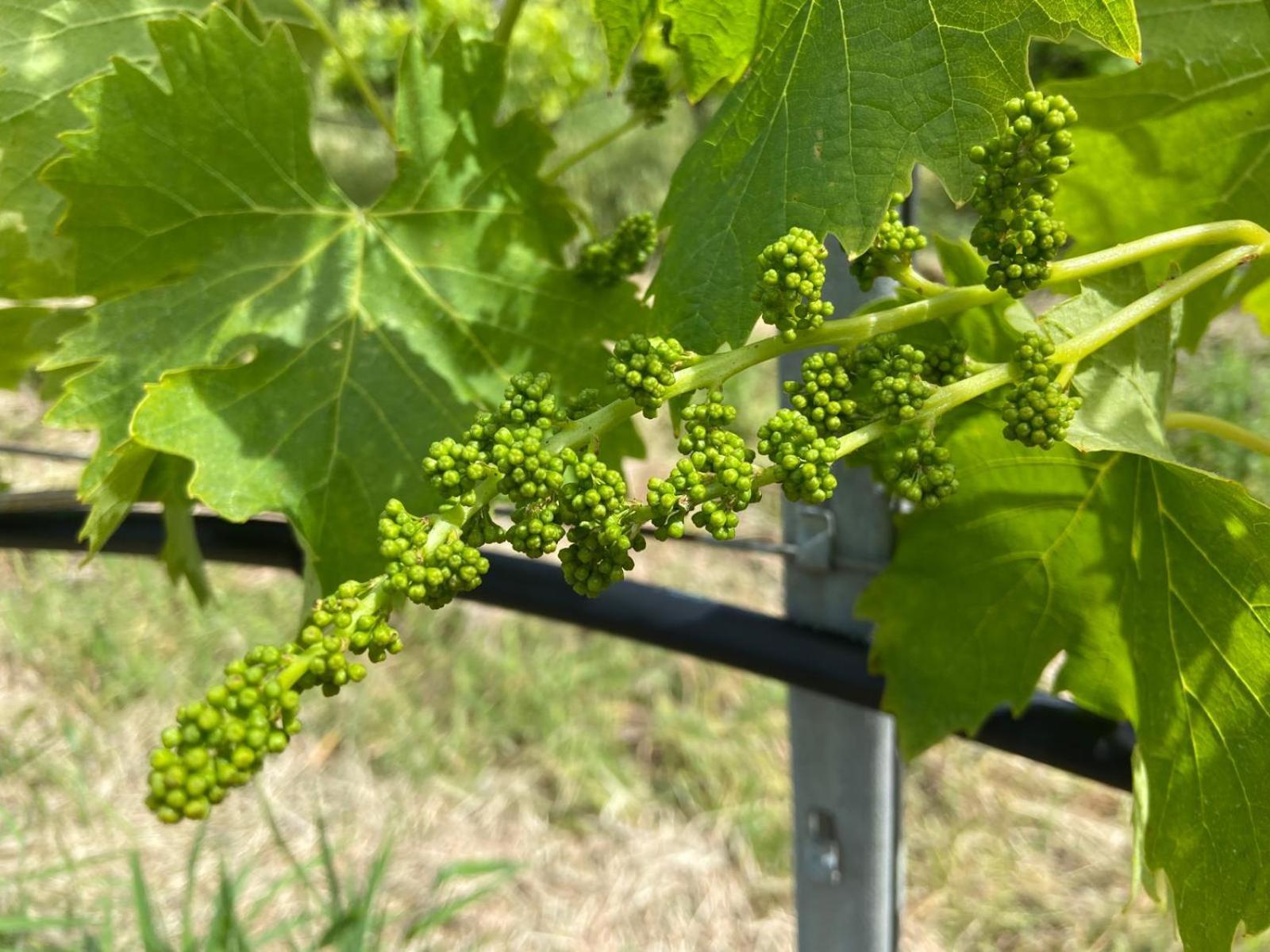Tenuta Le Mandorlaie, Agriturismo In Скансано Екстериор снимка