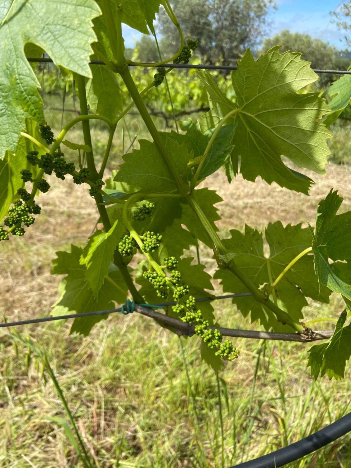 Tenuta Le Mandorlaie, Agriturismo In Скансано Екстериор снимка