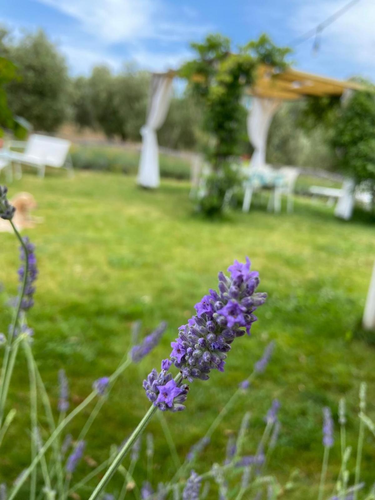 Tenuta Le Mandorlaie, Agriturismo In Скансано Екстериор снимка