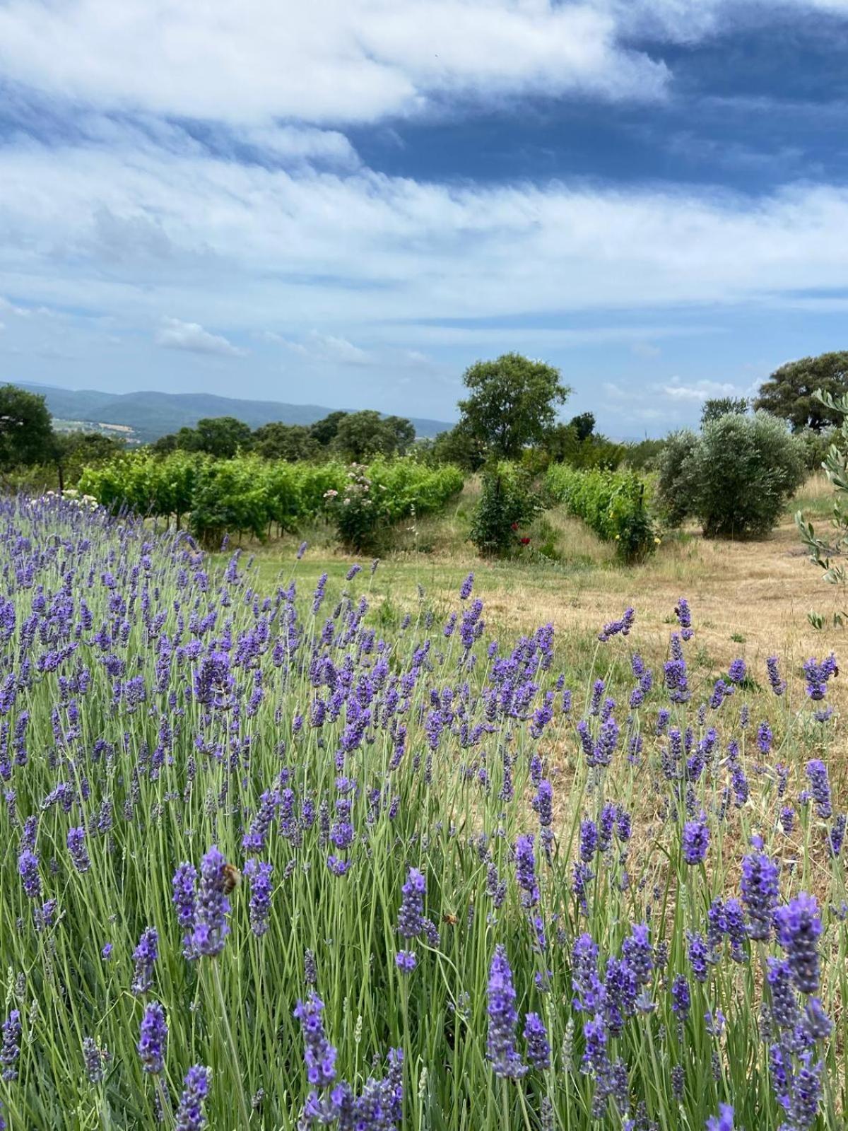 Tenuta Le Mandorlaie, Agriturismo In Скансано Екстериор снимка