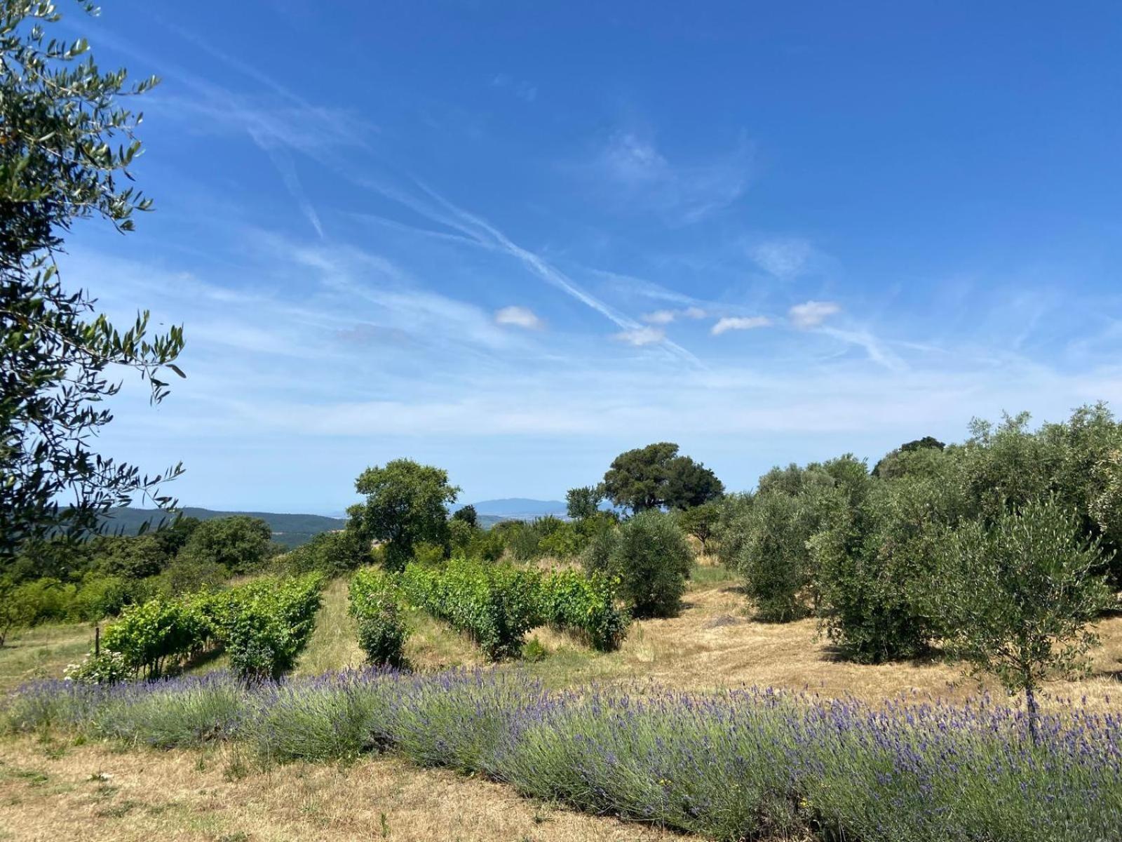 Tenuta Le Mandorlaie, Agriturismo In Скансано Екстериор снимка
