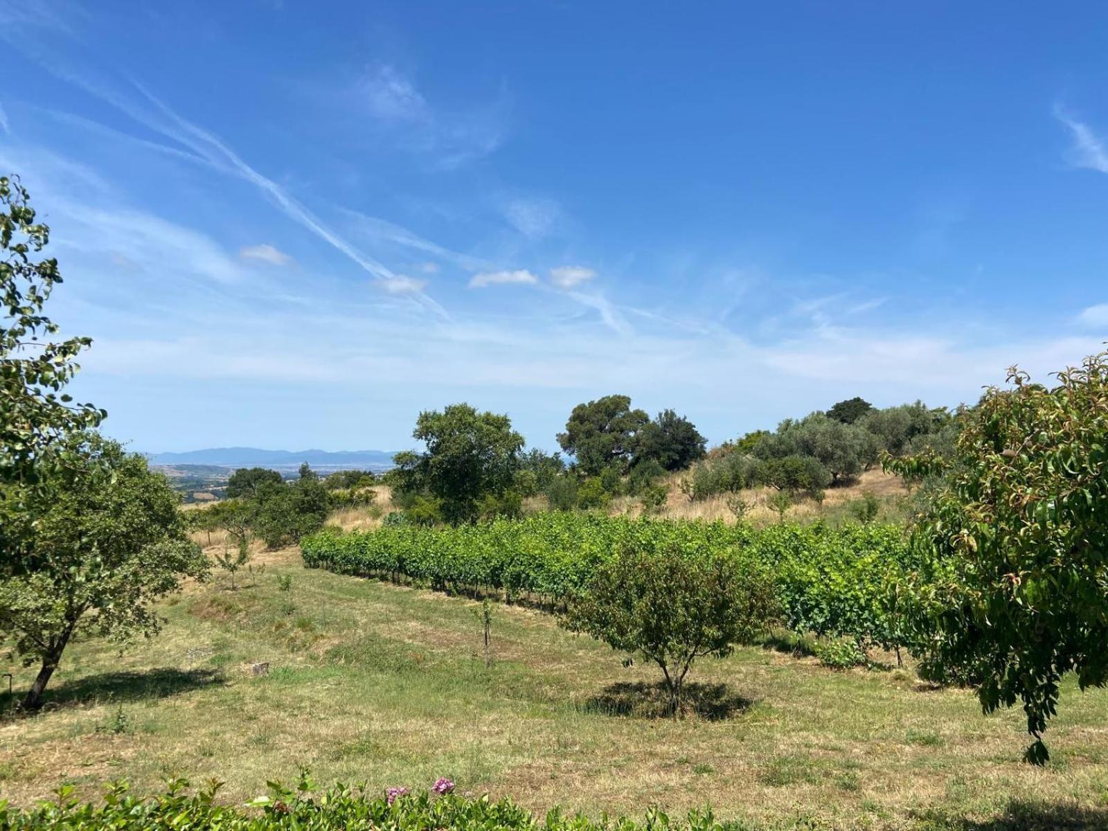 Tenuta Le Mandorlaie, Agriturismo In Скансано Екстериор снимка