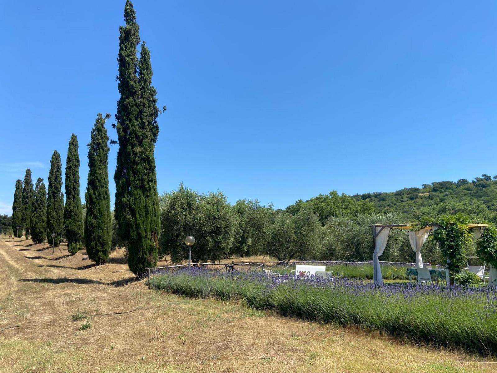 Tenuta Le Mandorlaie, Agriturismo In Скансано Екстериор снимка